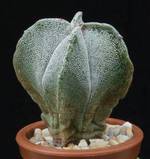 Astrophytum myriostigma v. quadricostatum