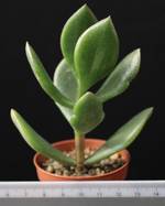 Crassula ovata